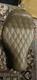 Saddleman Brown Solo Seat For Harley-davidson Low Rider, S And St, 2020 Onwards